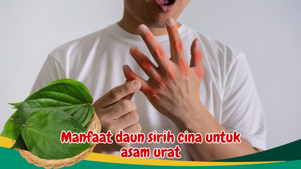 Manfaat daun sirih cina untuk asam urat Manfaat daun sirih cina untuk asam urat
