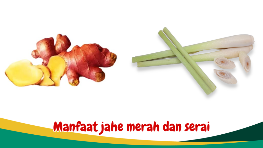 Manfaat jahe merah dan serai Manfaat jahe merah dan serai