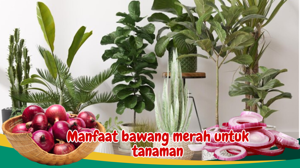 Manfaat bawang merah untuk tanaman Manfaat bawang merah untuk tanaman