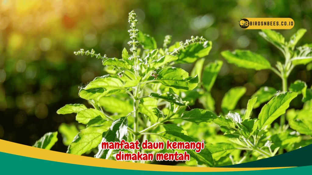 manfaat daun kemangi dimakan mentah manfaat daun kemangi dimakan mentah