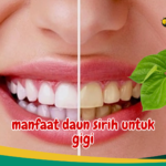 manfaat daun sirih untuk gigi