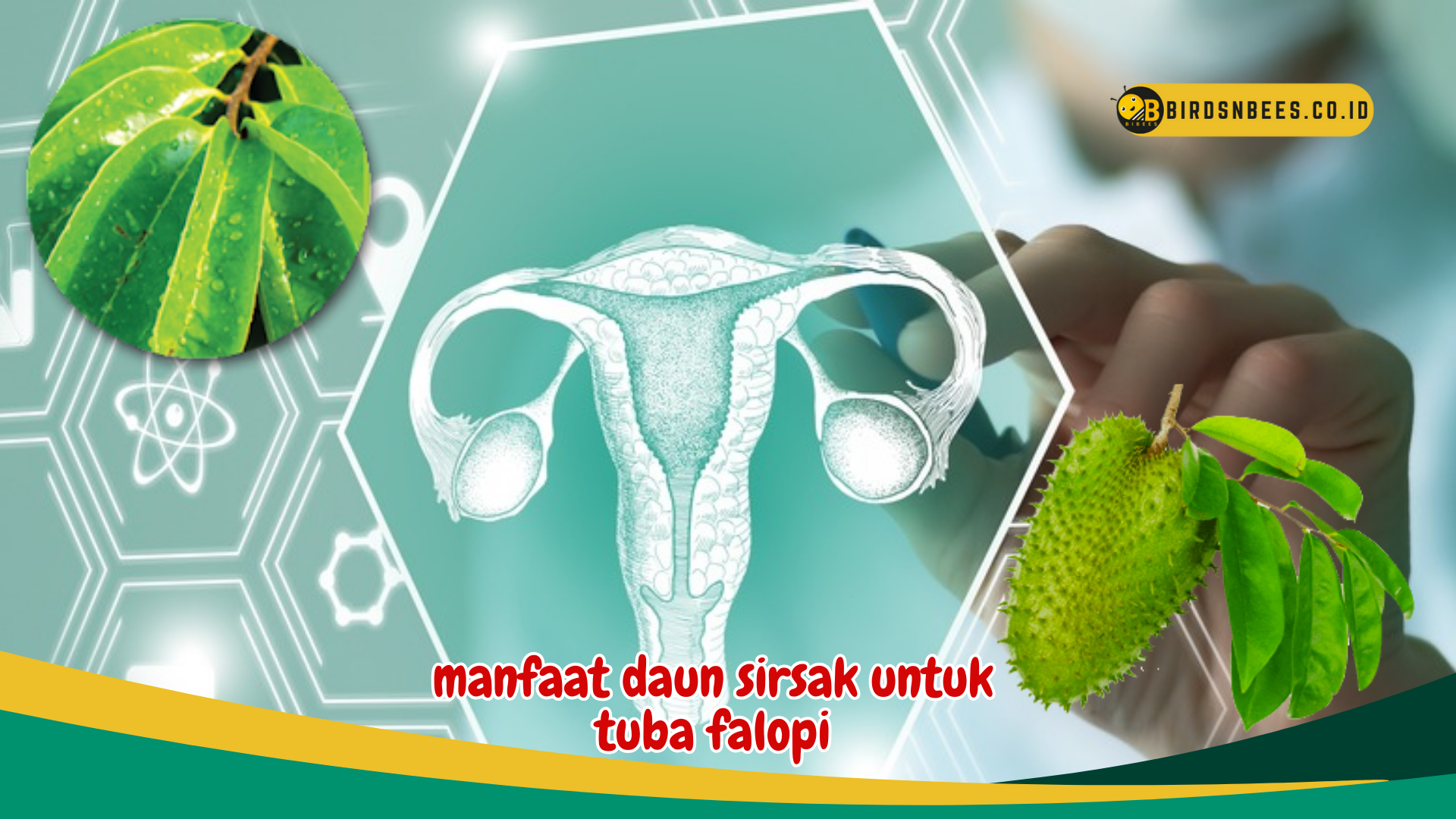 Meningkatkan Fungsi Reproduksi, Ketahui Manfaat Luar Biasa Daun Sirsak untuk Kesehatan Tuba Falopi Anda Meningkatkan Fungsi Reproduksi, Ketahui Manfaat Luar Biasa Daun Sirsak untuk Kesehatan Tuba Falopi Anda