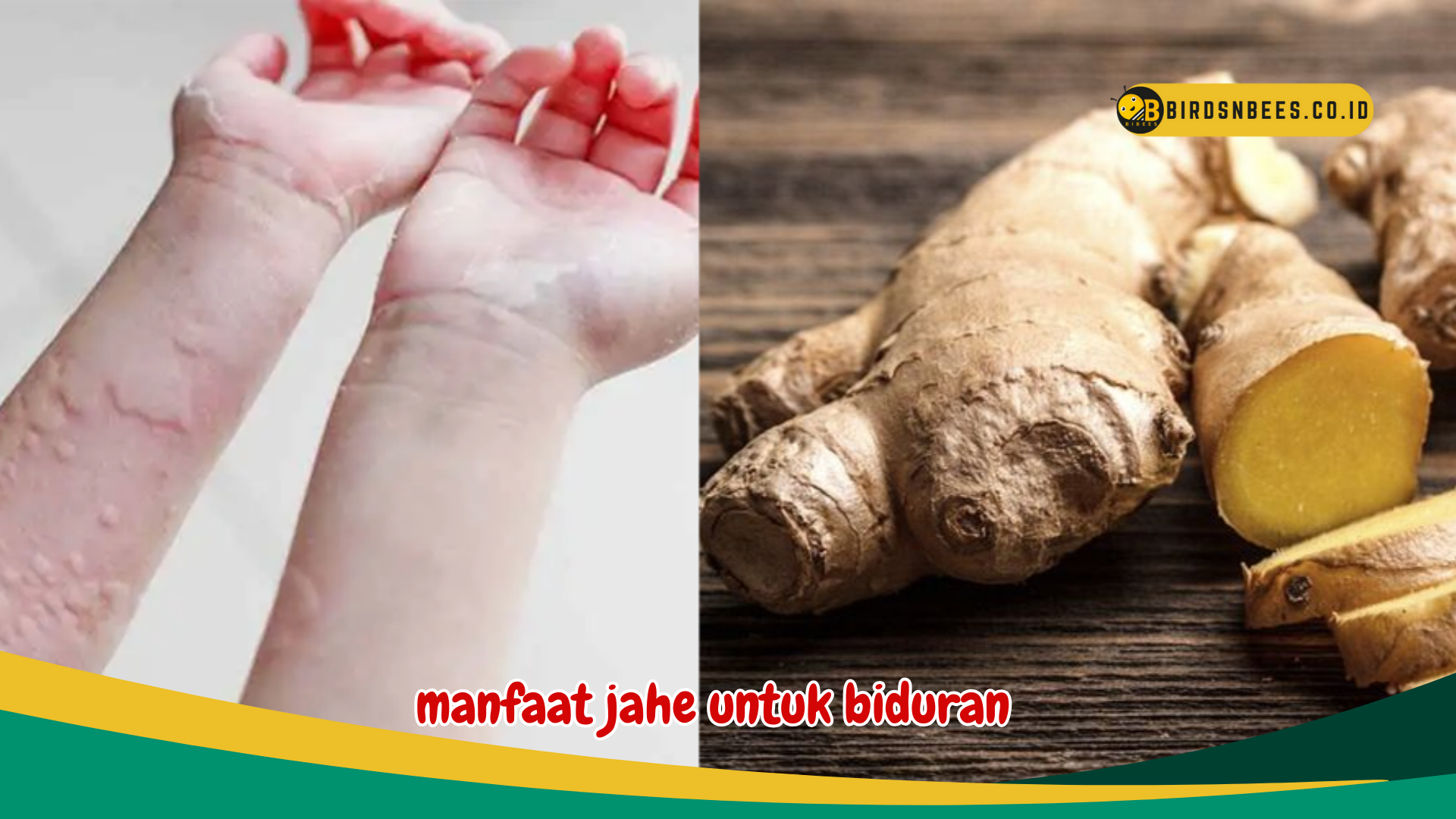 Biduran sembuh, Ketahui 4 Manfaat Jahe untuk kesehatan tubuh Biduran sembuh, Ketahui 4 Manfaat Jahe untuk kesehatan tubuh