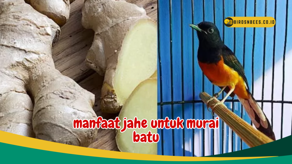 manfaat jahe untuk murai batu manfaat jahe untuk murai batu