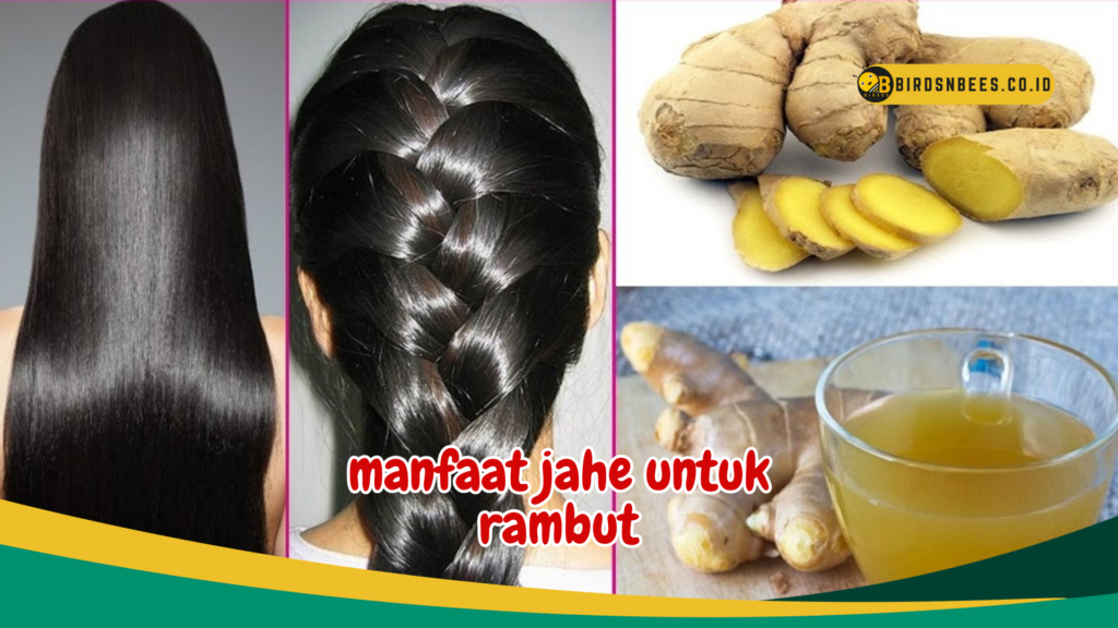 manfaat jahe untuk rambut manfaat jahe untuk rambut