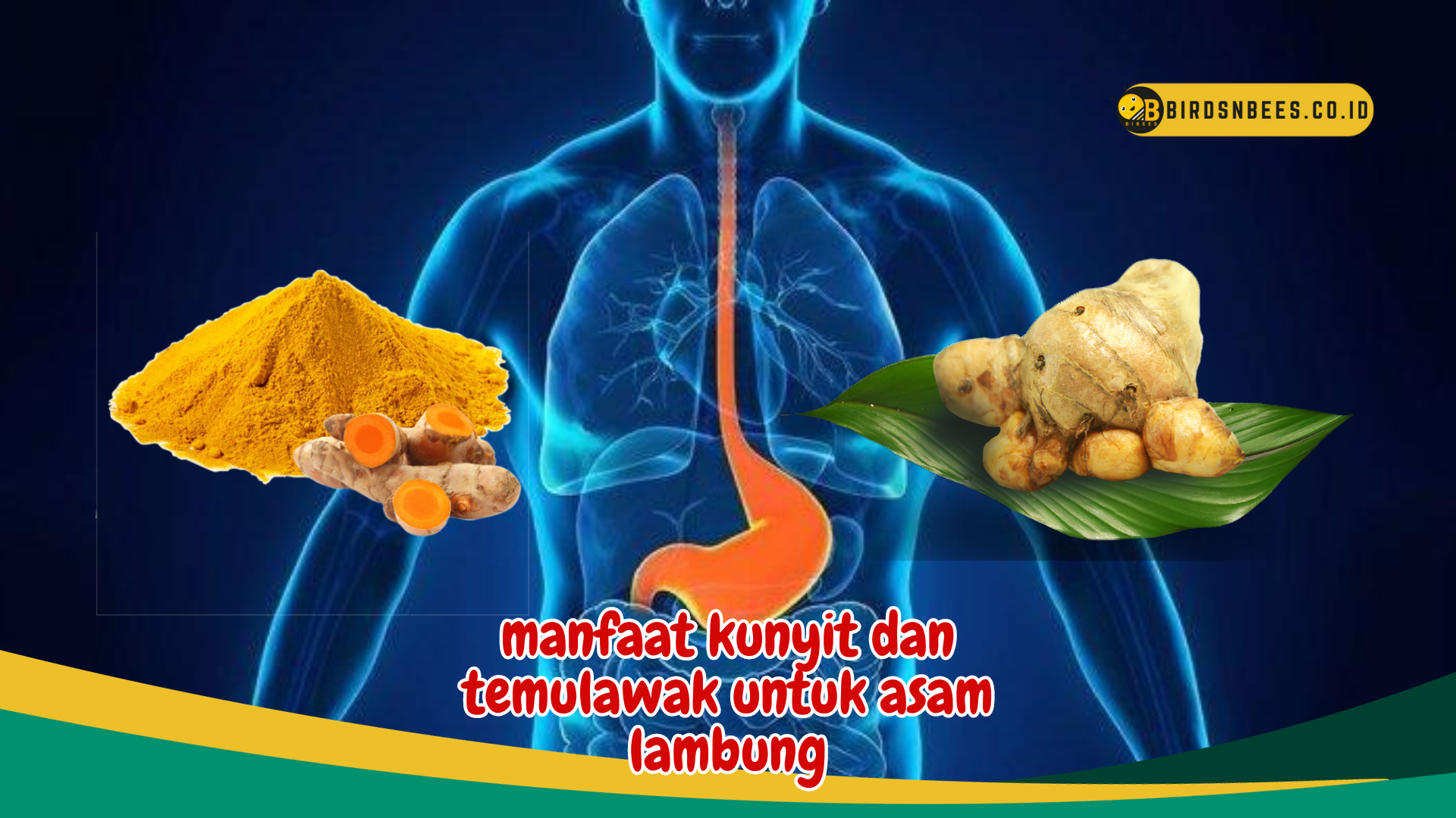 4 Manfaat Kunyit dan Temulawak untuk kesehatan, Terutama Asam Lambung 4 Manfaat Kunyit dan Temulawak untuk kesehatan, Terutama Asam Lambung