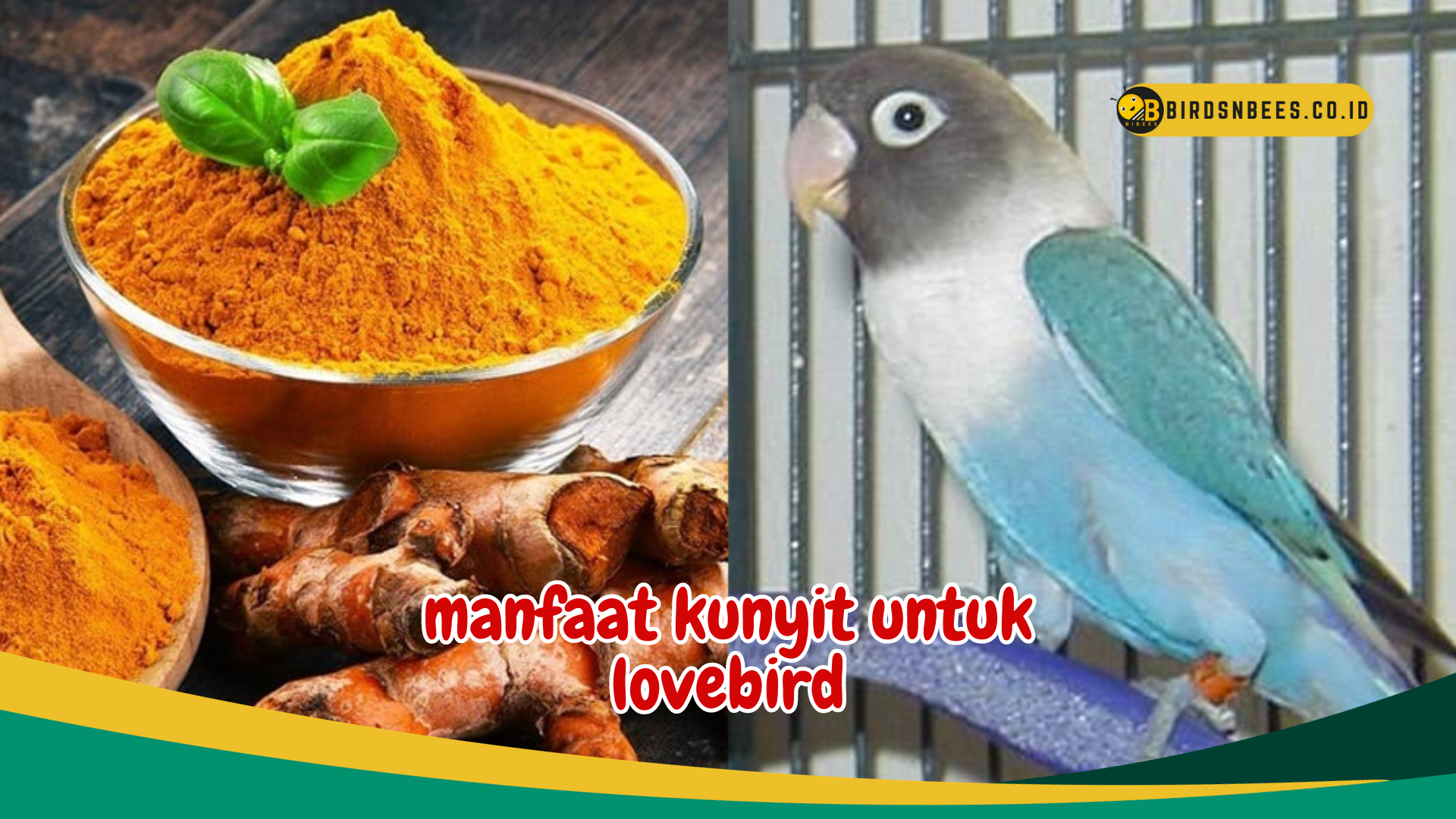 Memperbaiki Kondisi Kulit Dan Bulu, Ketahui Bagaimana Manfaat Kunyit Bisa Meningkatkan Kesehatan Lovebird Memperbaiki Kondisi Kulit Dan Bulu, Ketahui Bagaimana Manfaat Kunyit Bisa Meningkatkan Kesehatan Lovebird