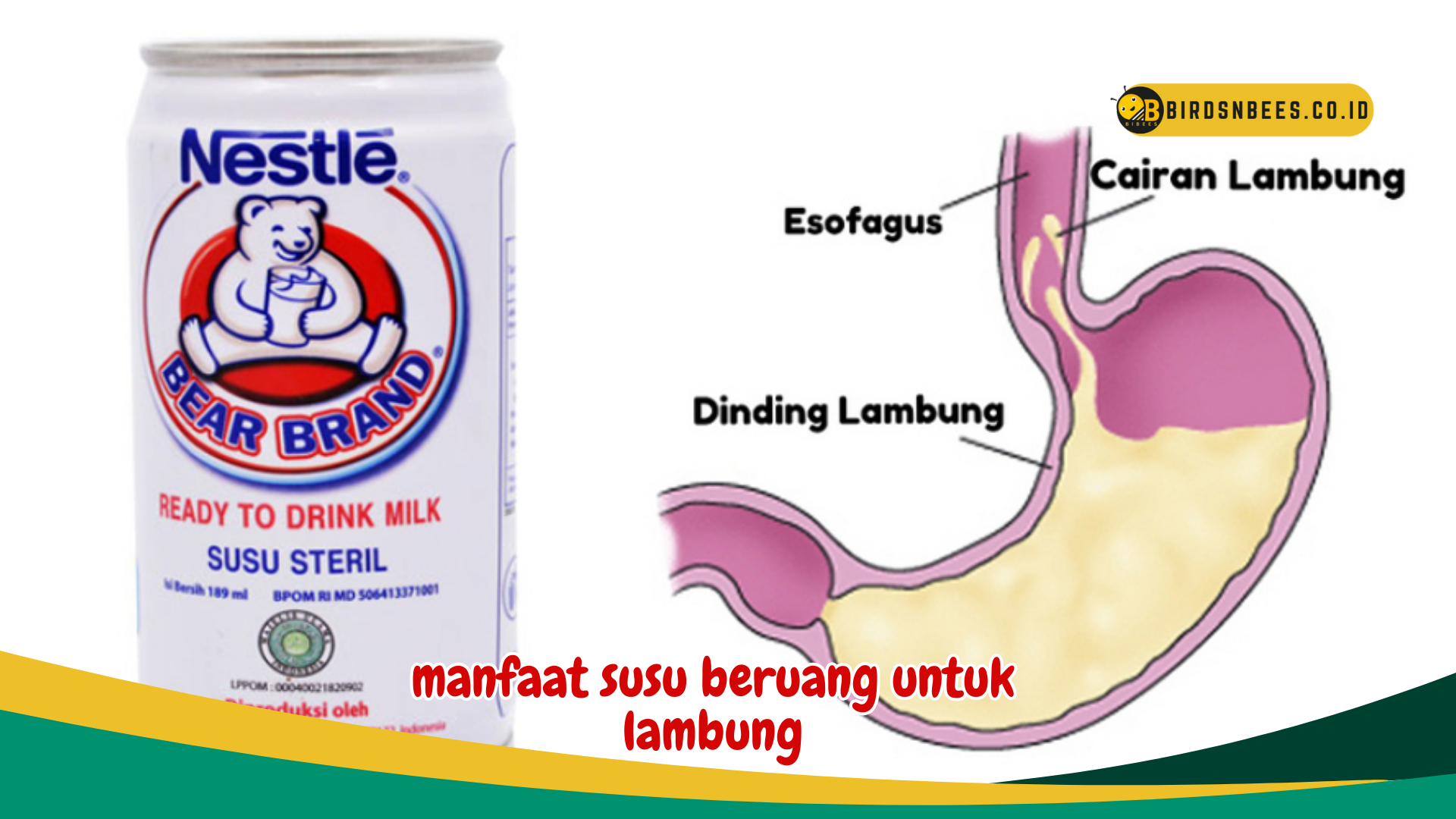 Asam Lambung Berlebih? Wajib Atasi dengan Susu Beruang yang bermanfaat untuk Lambung Asam Lambung Berlebih? Wajib Atasi dengan Susu Beruang yang bermanfaat untuk Lambung