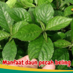 Manfaat daun pecah beling