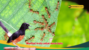 manfaat kroto untuk murai batu