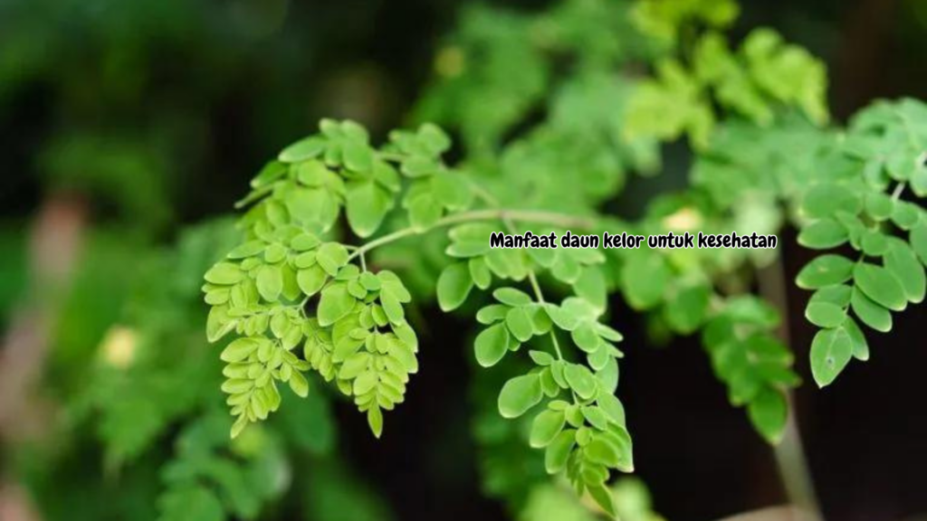 manfaat daun kelor manfaat daun kelor